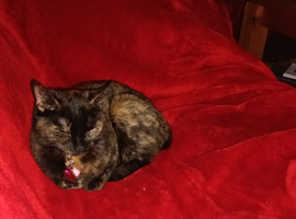 Missing cats from Bankhead Road