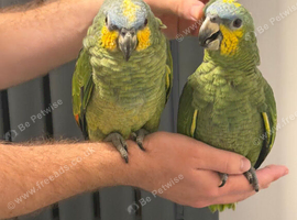 Handreard orange -winged Amazon for sale or px