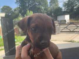Patter jack Puppy