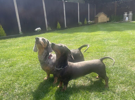 Miniature Dachshund Pair seeking fun, loving home