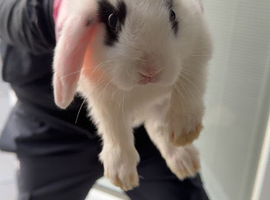 Rabbit litter for sale