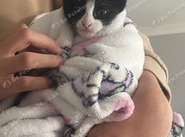 Female kitten