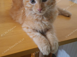 Ragdoll boy 10 weeks