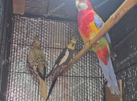 Breeding male of Rosella.