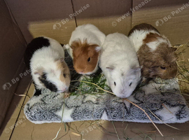 Baby Female Guinea Pigs Sheltie & Smooth Coats