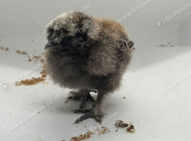 6 x silkie chicks