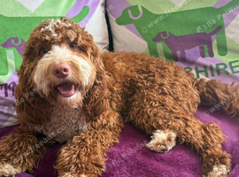 F1 mini cockapoo 7 month old deep fox red and white boy