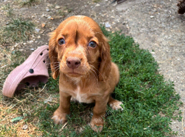 2 gorgeous Sprocker pups ready now