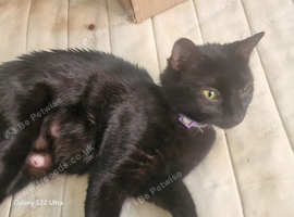 Kitten ready for their forever homes