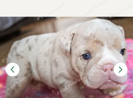 5 girl puppies