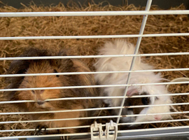 2 long haired Guinea pigs both boys