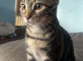 Loving 5 month old Tabby. Need gone asap