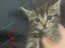 4 tabby 1 black