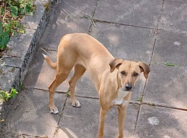 3 year old whippet lurcher