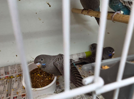 blackface black wings plus blackface pied splits