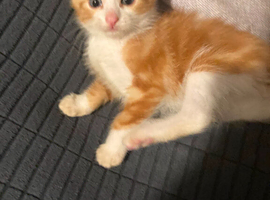 Gorgeous Kittens for sale