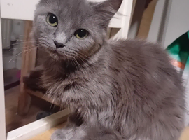 Grey kitten 10 months old
