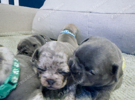 6 Beautiful French Bulldog Puppies - Lilac, Blue & Blue Merle