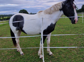 3 year old Mare ID x TB