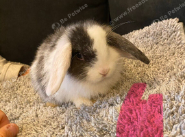 Baby Rabbits