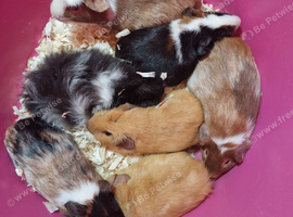 Baby male guinea pigs