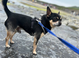 Chihuahua available for stud (AI only) | South Yorkshire
