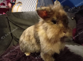 12mnth old lionhead proven does