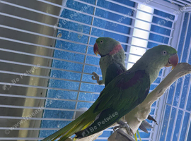 Alexandrine parrot Glasgow