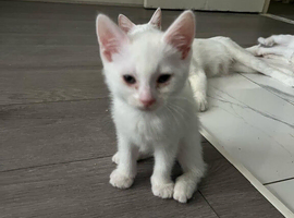 Adorable Kittens For Sale Looking for Loving Homes!