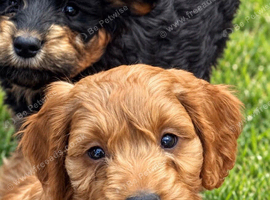 Health check Cockapoo Puppy DNA clear