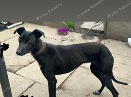 Black male Greyhound