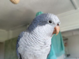 ** RESERVED** Gorgeous blue quaker