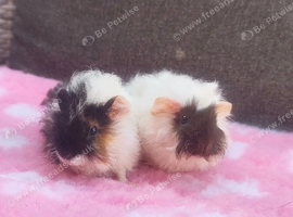 2 beautiful sows
