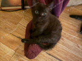 Black boy kitten