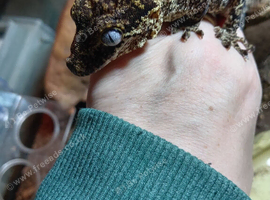 Male gargoyle gecko