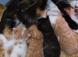 Beautiful Half British Short-hair Kittens.