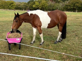 15hh 6yr old mare