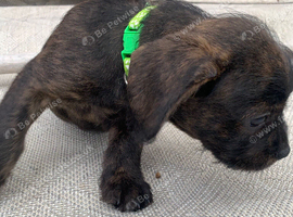 Male Floodle puppy