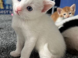 Pure white kitten