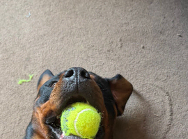 14 month old Large Male Rottweiler