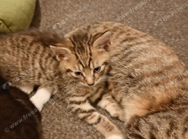 Kitten