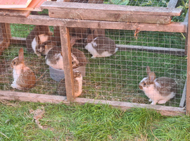 Lovely bunnys