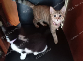 2 kittens