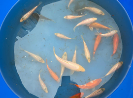 young koi for sale