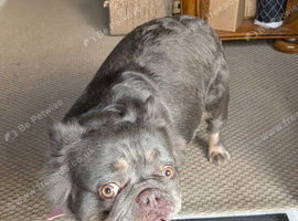 Fluffy Frenchie in rugby