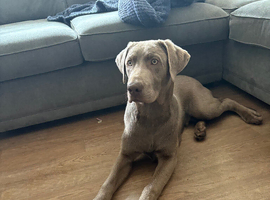 Sliver Labrador