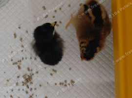 Day old chicks