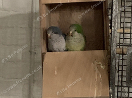 Pair of Quaker in Bradford