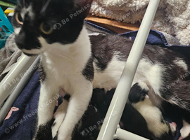 Kittens female