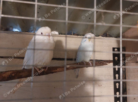 Baby Budgerigars